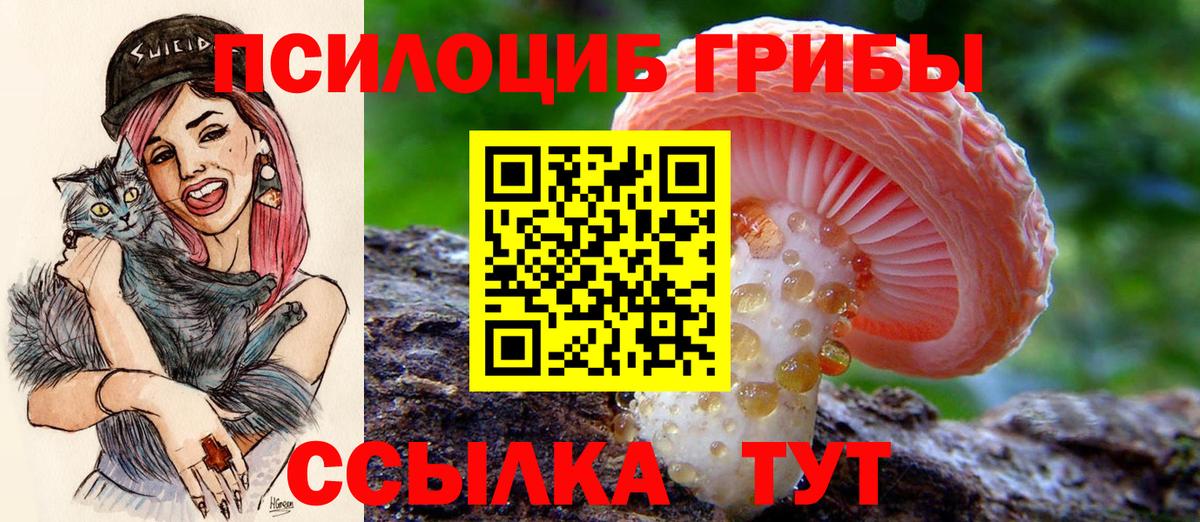 Псилоцибиновые грибы Cubensis  Галлюциногенные грибы GOLDEN TEACHER  купить закладку  Шадринск  Вход с VPN 